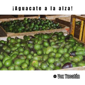 Aguacate yucatan