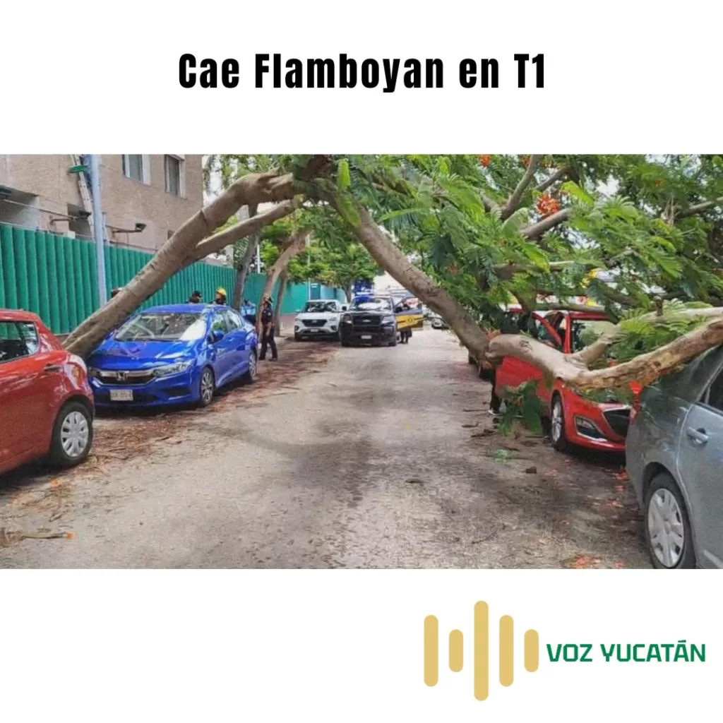 cae flamboyan en t1