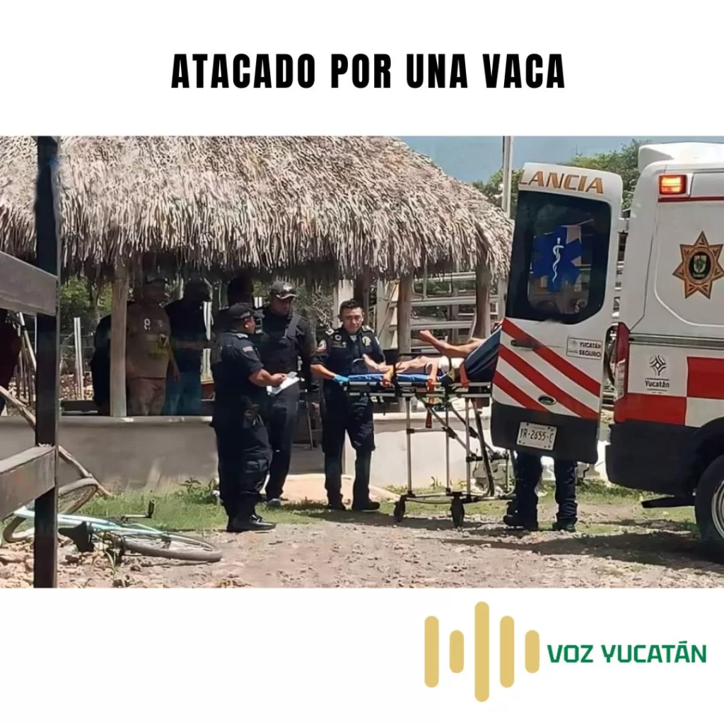 atacado por una vaca